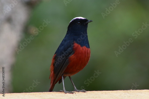 ヒマラヤの鳥　シロボウシカワビタキ photo