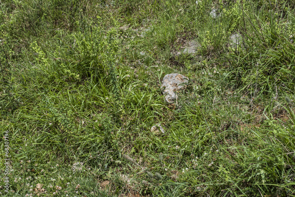 Obraz premium Wild meadow