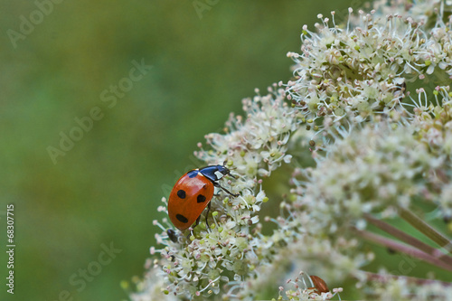 Ladybird on a blade of grass. © alexsid