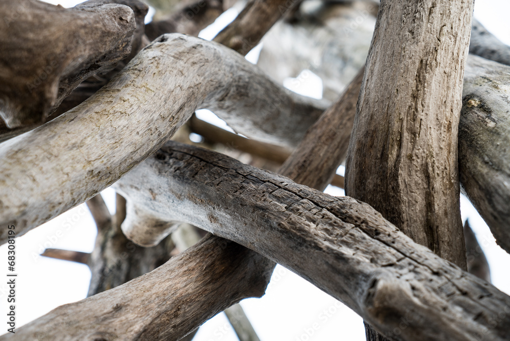 Obraz premium Old dry trees