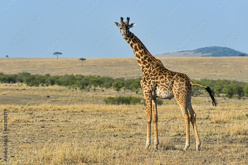 Fototapeta premium Kenia-Griaffe-19374