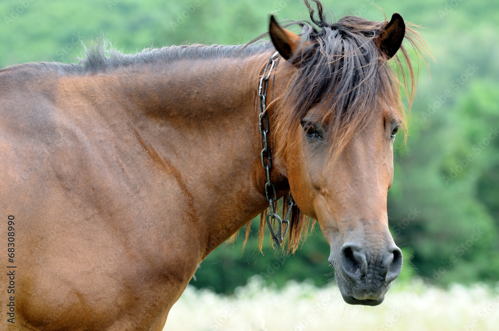 Fototapeta premium Horse.