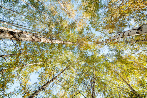 Siver birch trees