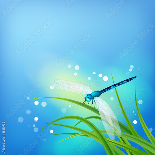 Dragonfly on Grass Blade