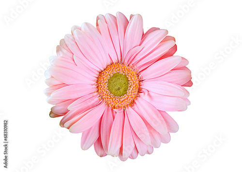 pink gerbera flower on a white background