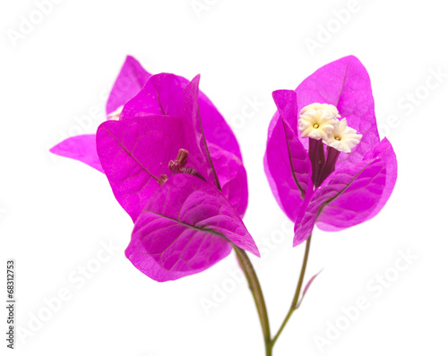 Fototapeta Naklejka Na Ścianę i Meble -  Bougainvillea