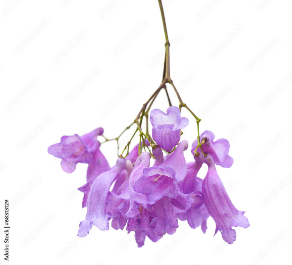 Εκτύπωση καμβά Jacaranda flowers isolated