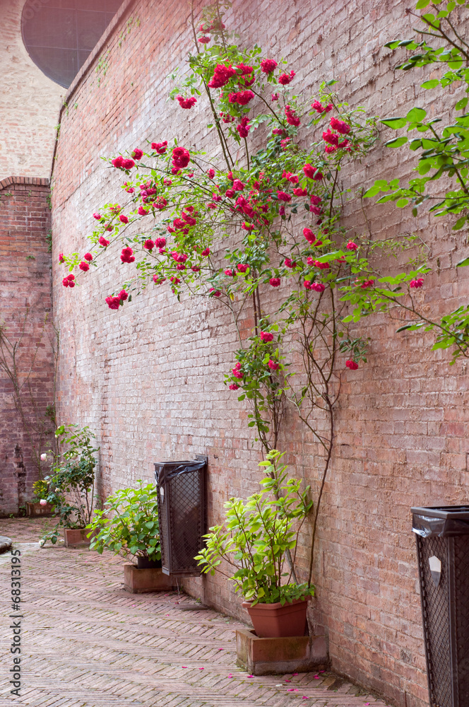 Fotografie Rose bushes trained up a stone wall
