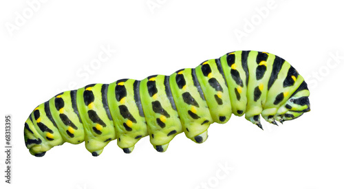 Сaterpillar of swallowtail 7