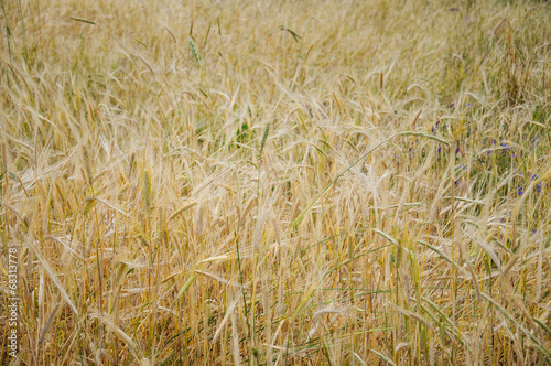 wheat field as a background