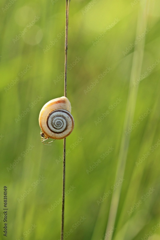 Westliche Heideschnecke mit Spinne im Gegenlicht Westliche Heideschnecke mit Spinne im Gegenlicht