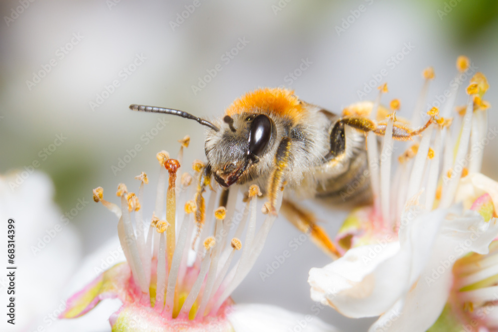 Biene auf Blüte im Sommer - obrazy, fototapety, plakaty 