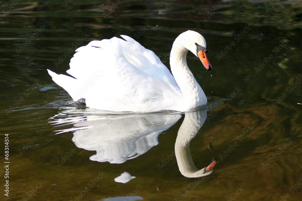 Naklejka premium Schwan