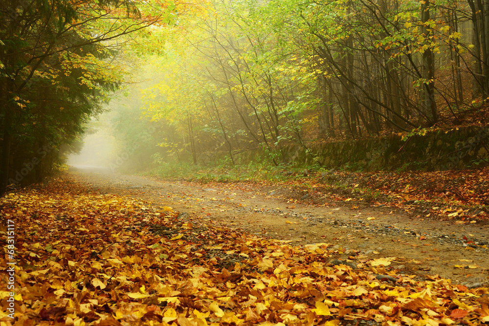 Obraz premium Forest autumn landscape