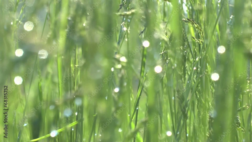 Green grass in morning dew Green grass in morning dew