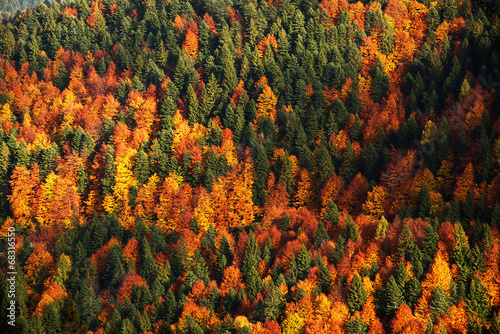 Forest autumn landscape
