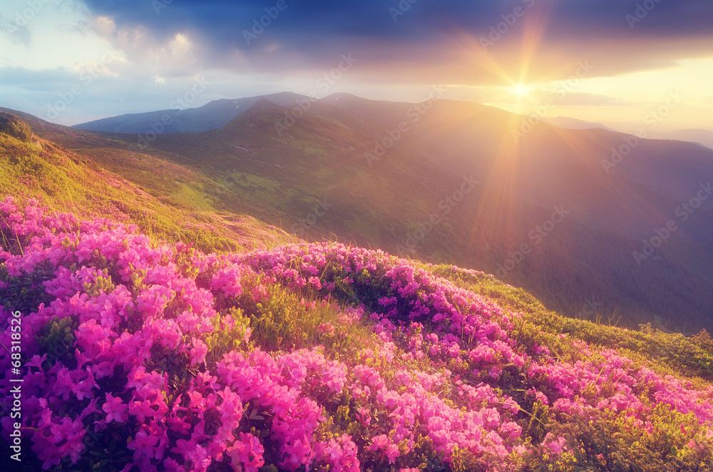 Fototapeta premium Rhododendron flowers in the mountains