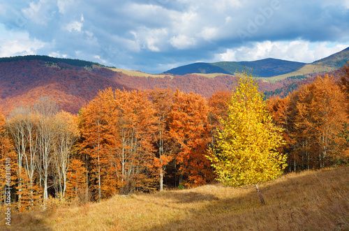 Beautiful autumn forest