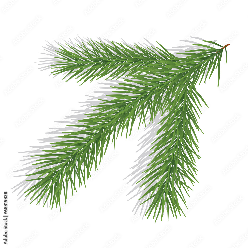 Twig of evergreen Twig of evergreen