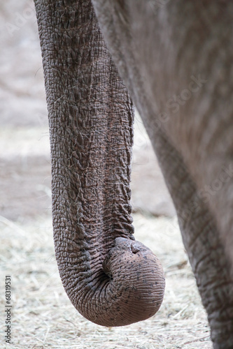 Closeup of the long trunk of an asian elephant