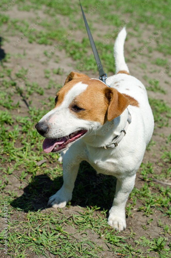 jack russell terrier