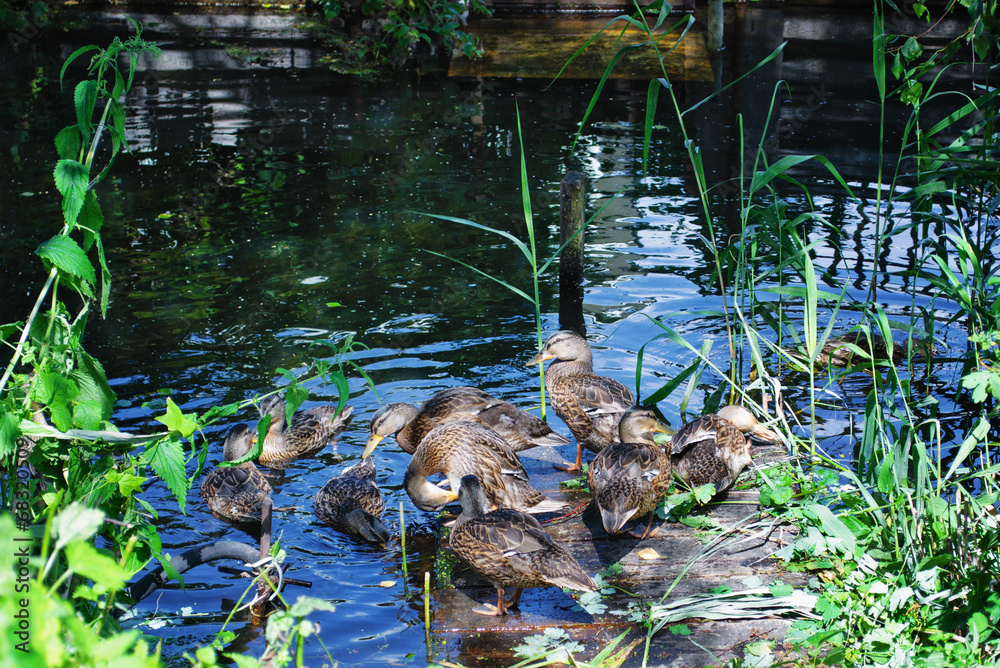 Naklejka premium grown chicks duck