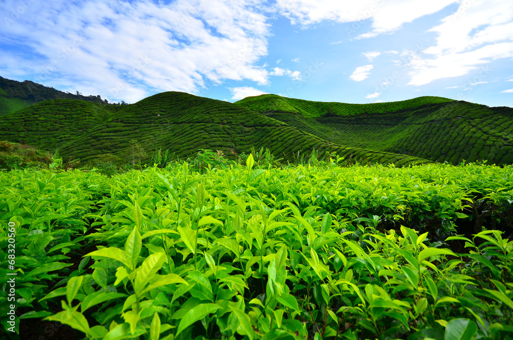 Tea Plantation Fields