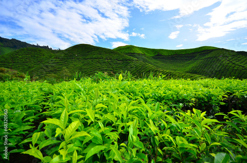 Tea Plantation Fields