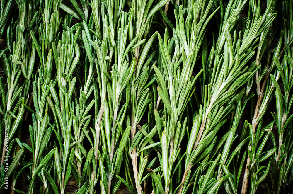 Obraz premium rosemary