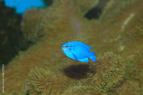 Sapphire devil (Chrysiptera cyanea) in Japan