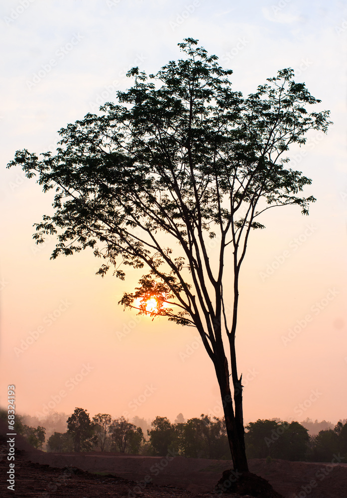 magical sunrise with tree