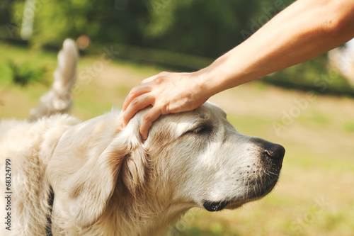 Bilde på lerret Cute golden retriever and the hand of the host