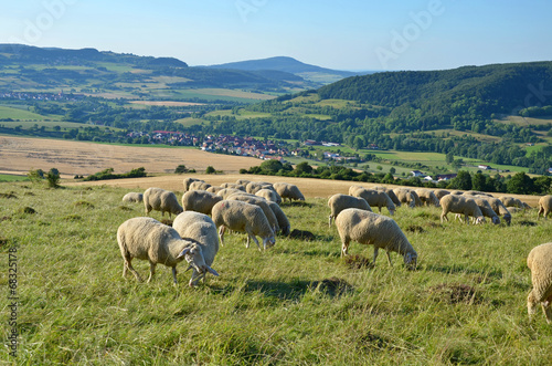Schafherde in der thüringischen Rhön (Diedorf) © Rhönbergfoto