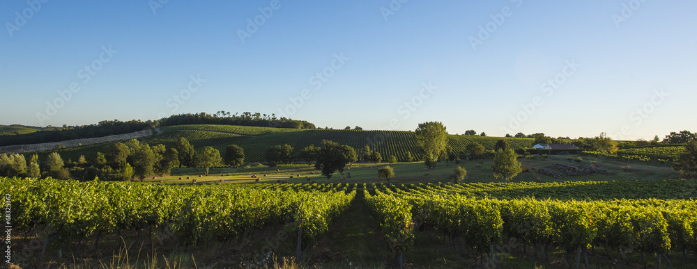 Naklejka premium Vineyard south west of France, Bordeaux Vineyards, Saint-Emilion