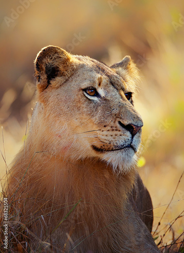 Lioness portrait lying in grass
