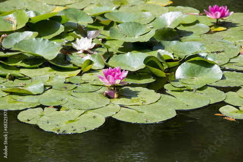 Water lilies or lotus flowers © atm2003