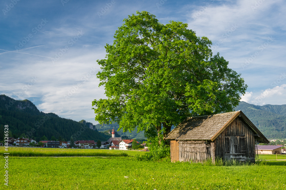 big lime tree with old wooden hut at meadow in rural village 