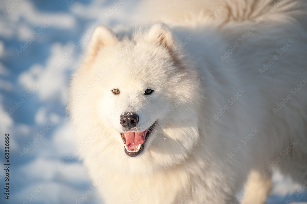 Fototapeta premium one samoed dog white