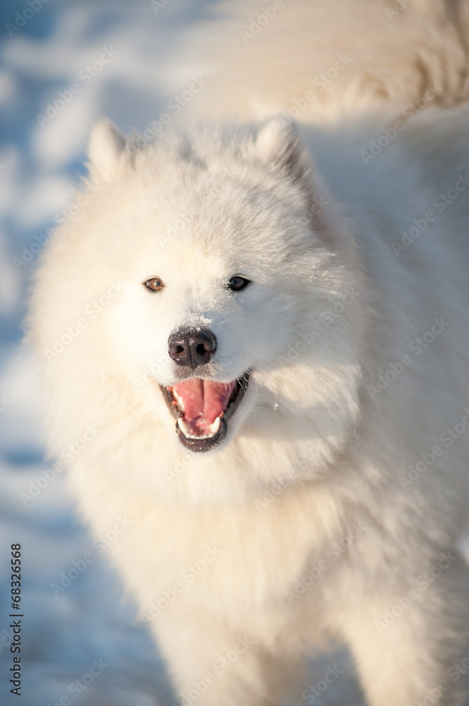 one samoed dog white