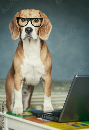 Nosy beagle in glasses near laptop