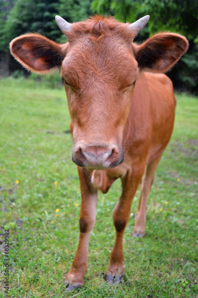 The portrait of young cow on a summer pasture, Carpathians