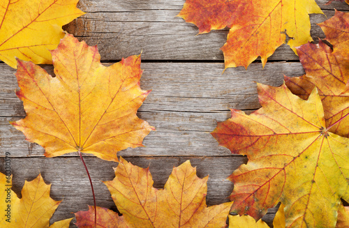 Colorful autumn maple leaves