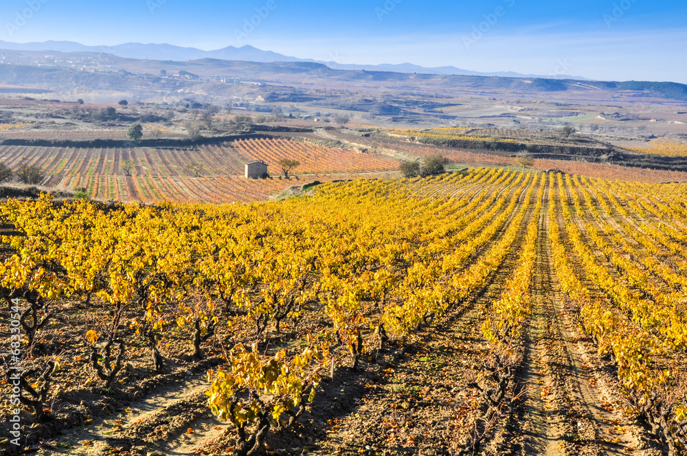 Vineyards In Autumn, La Rioja (Spain)