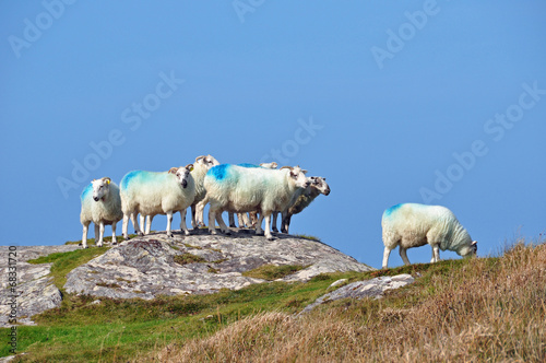 Gruppe Schafe