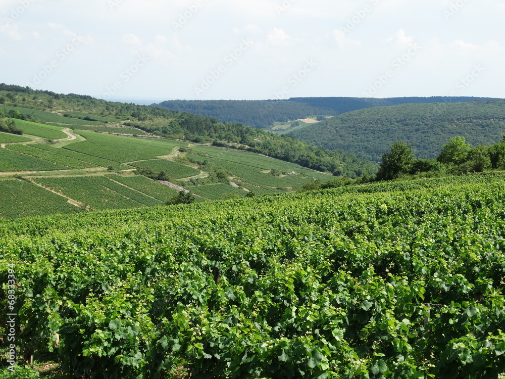 Paysage des vignes de Bourgogne