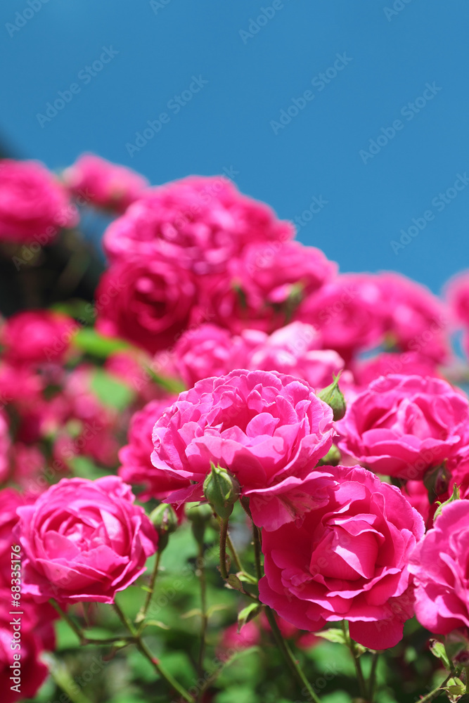 Fototapeta premium pink garden roses