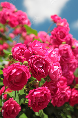 pink garden roses