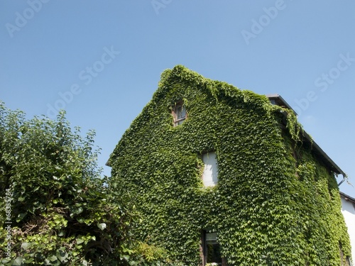 Begrünte Fassade eines alten Wohnhaus mit Spitzgiebel im Sommer in der Provinz auf dem Lande in Wettenberg Krofdorf-Gleiberg bei Gießen in Hessen photo