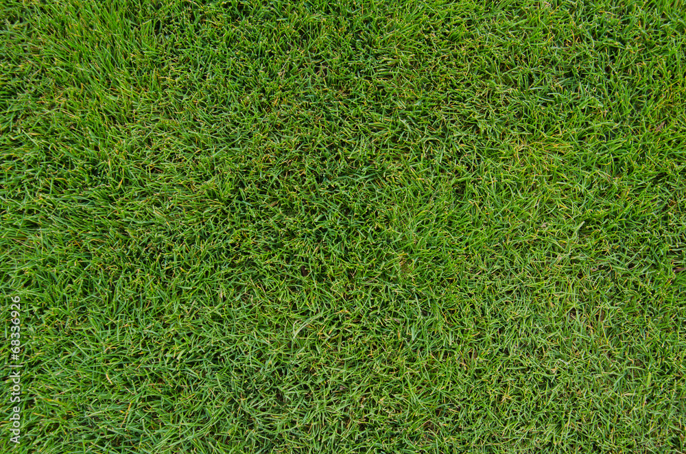 Obraz premium Golf Fairway Grass Close Up