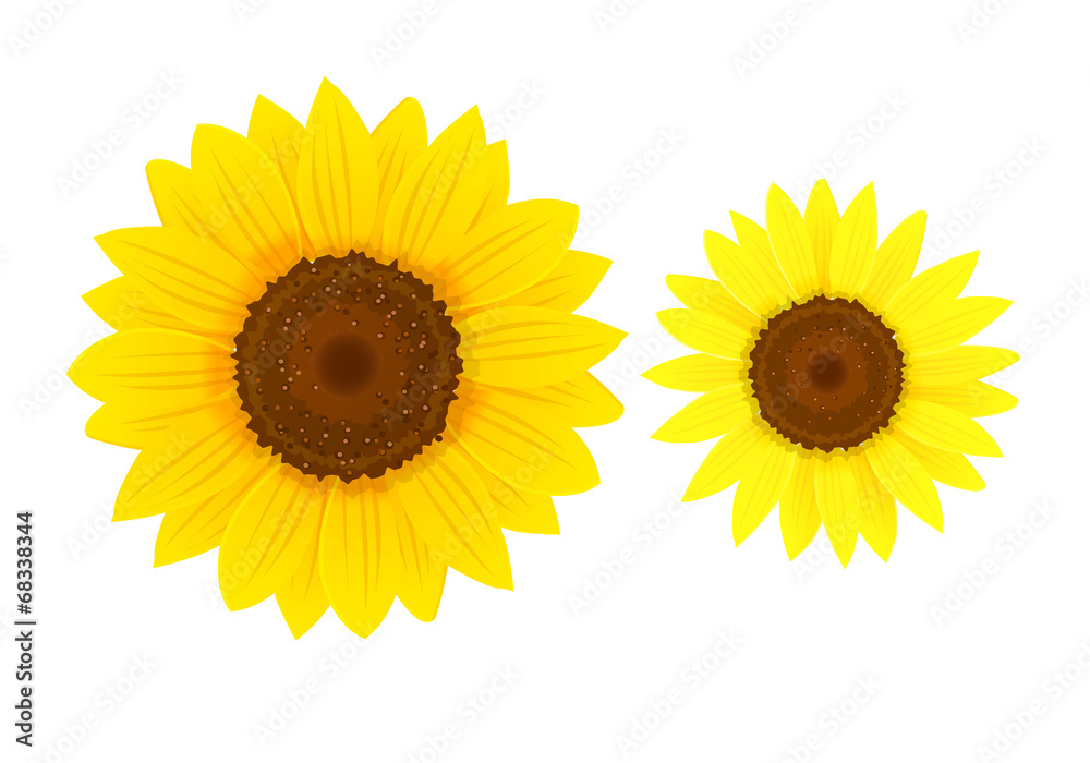 Fototapeta premium Sunflowers